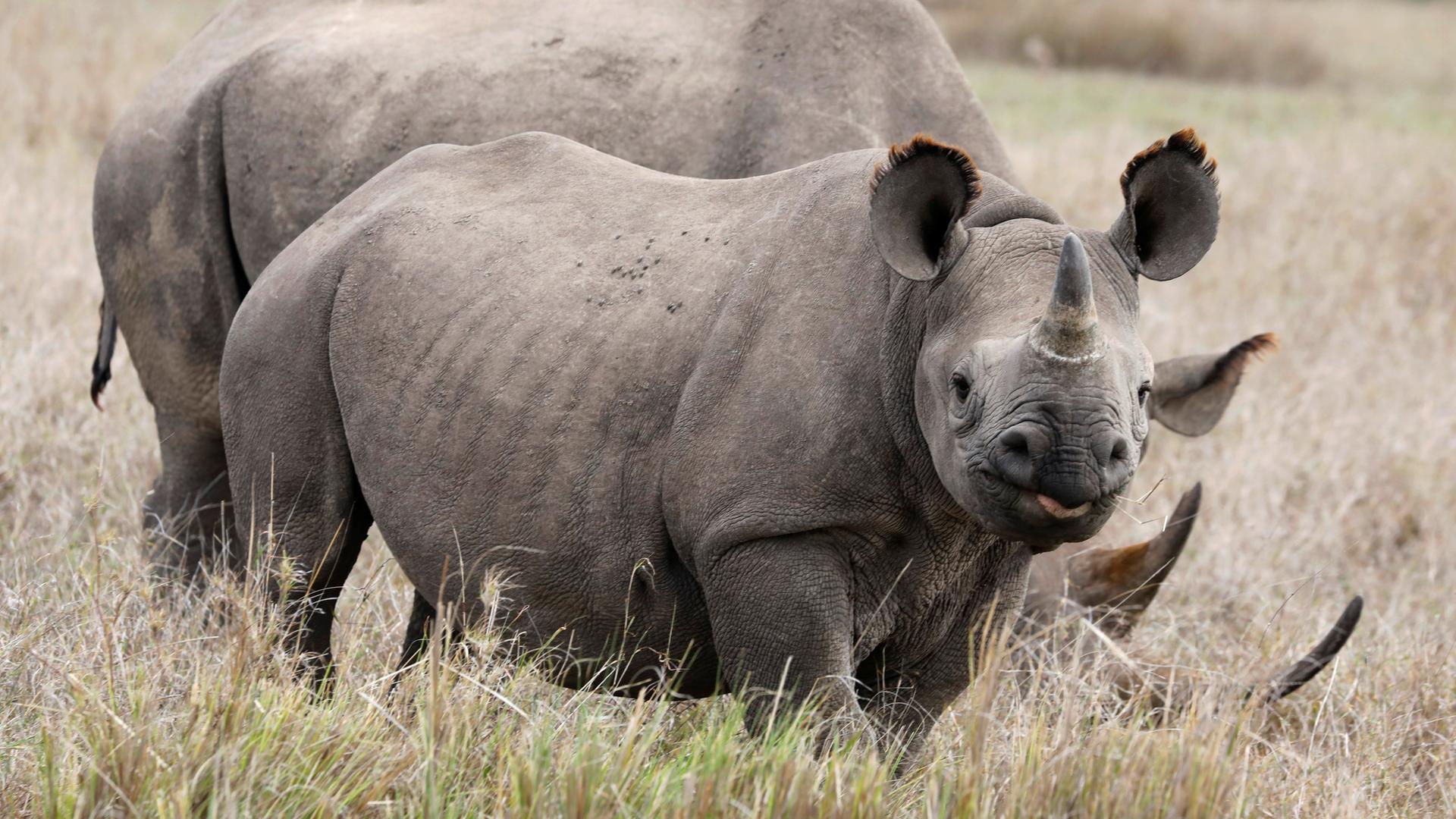 Nashorn in Kenia