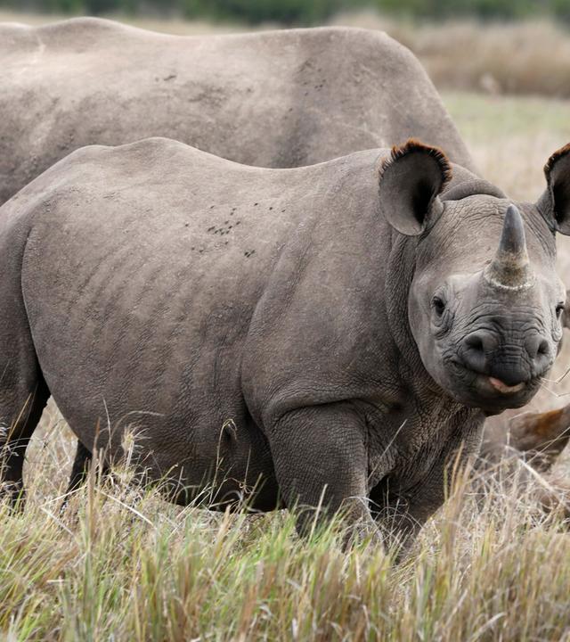 Nashorn in Kenia