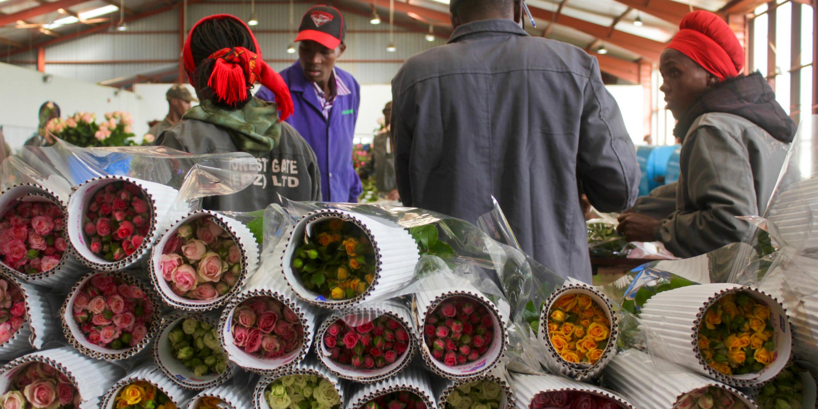 kenianische arbeiter verpacken rosen