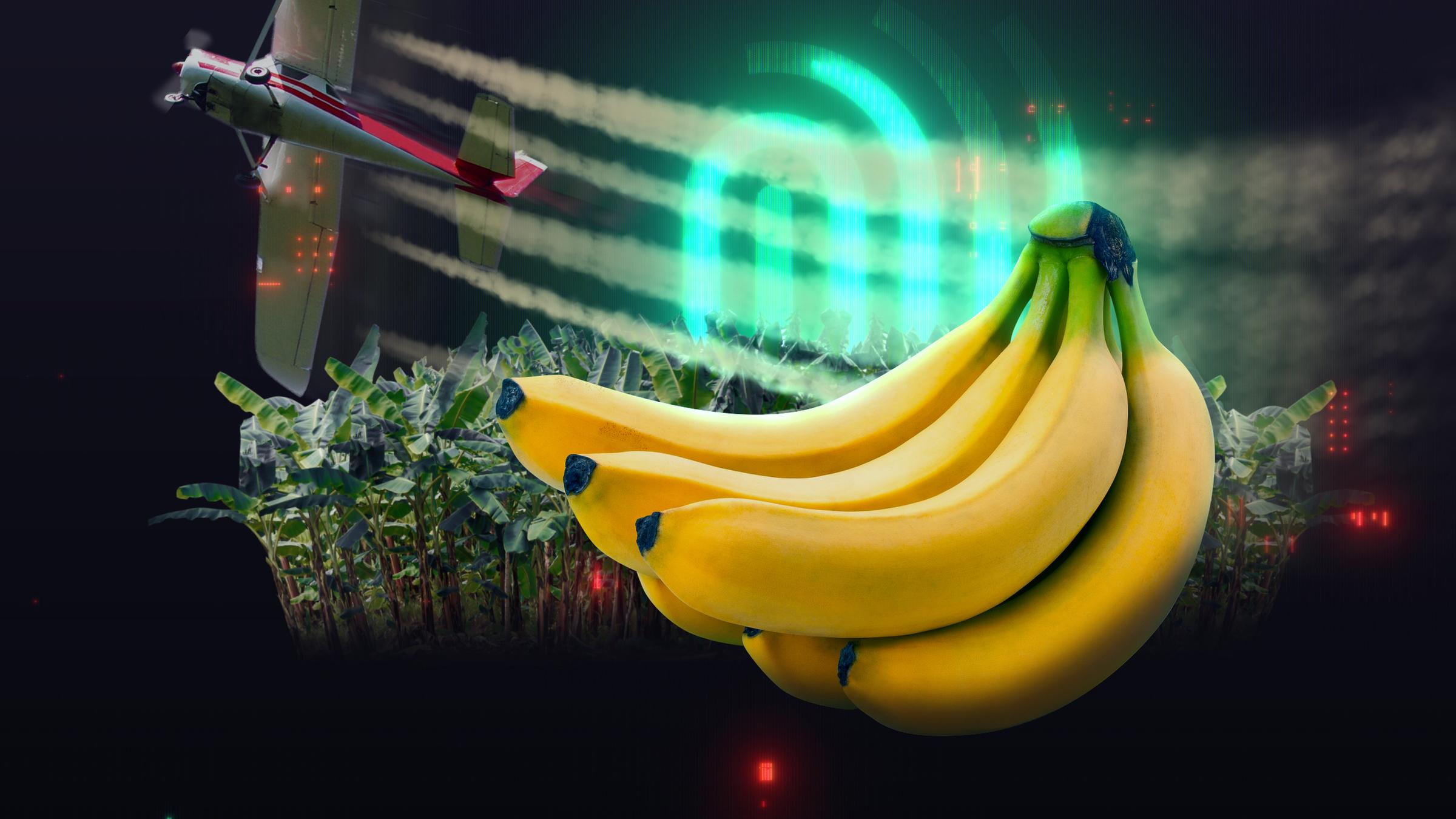 Fotomontage mit Bananen, Plantage, Flugzeug und im Hintergrund der grün leuchtende Spur-Fingerabdruck.
