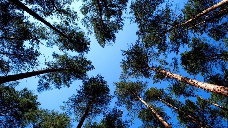 Kiefernwald in Froschoptik