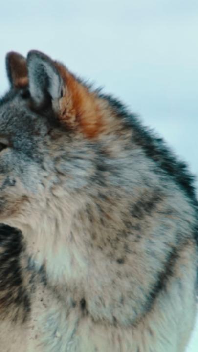 Ein Braunbär im Wald blickt in die Kamera.
