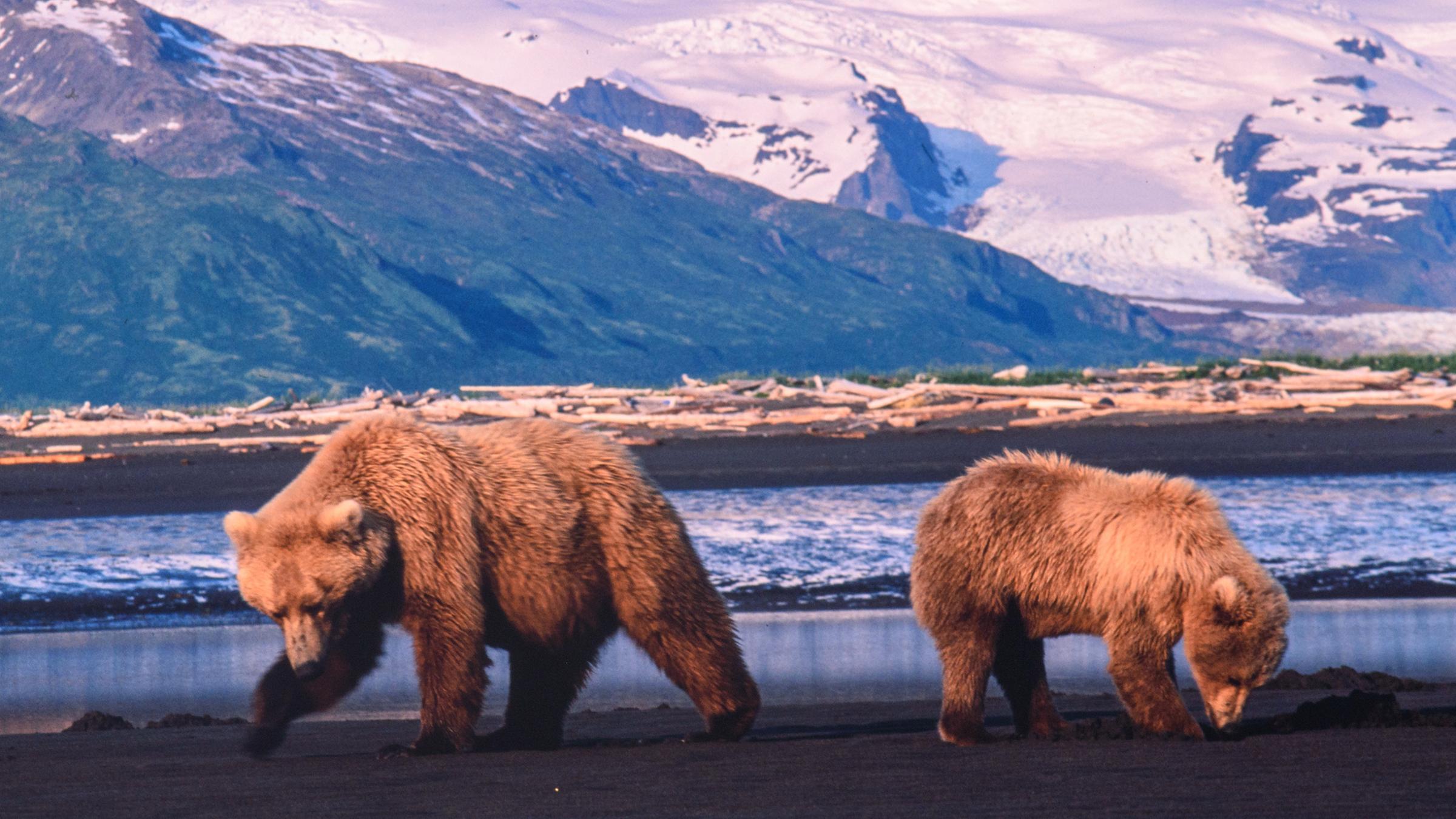 Zwei Bären vor schneebedeckten Bergen beim Fressen, von einander abgewandt, Muscheln aus dem Watt.