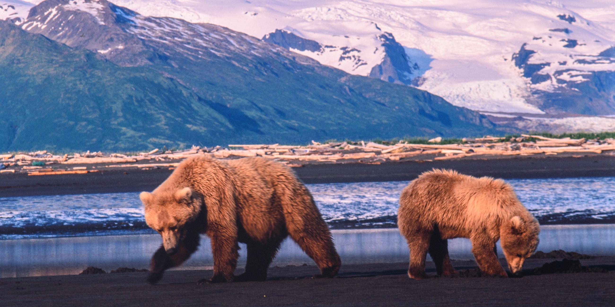 Zwei Bären vor schneebedeckten Bergen beim Fressen, von einander abgewandt, Muscheln aus dem Watt.