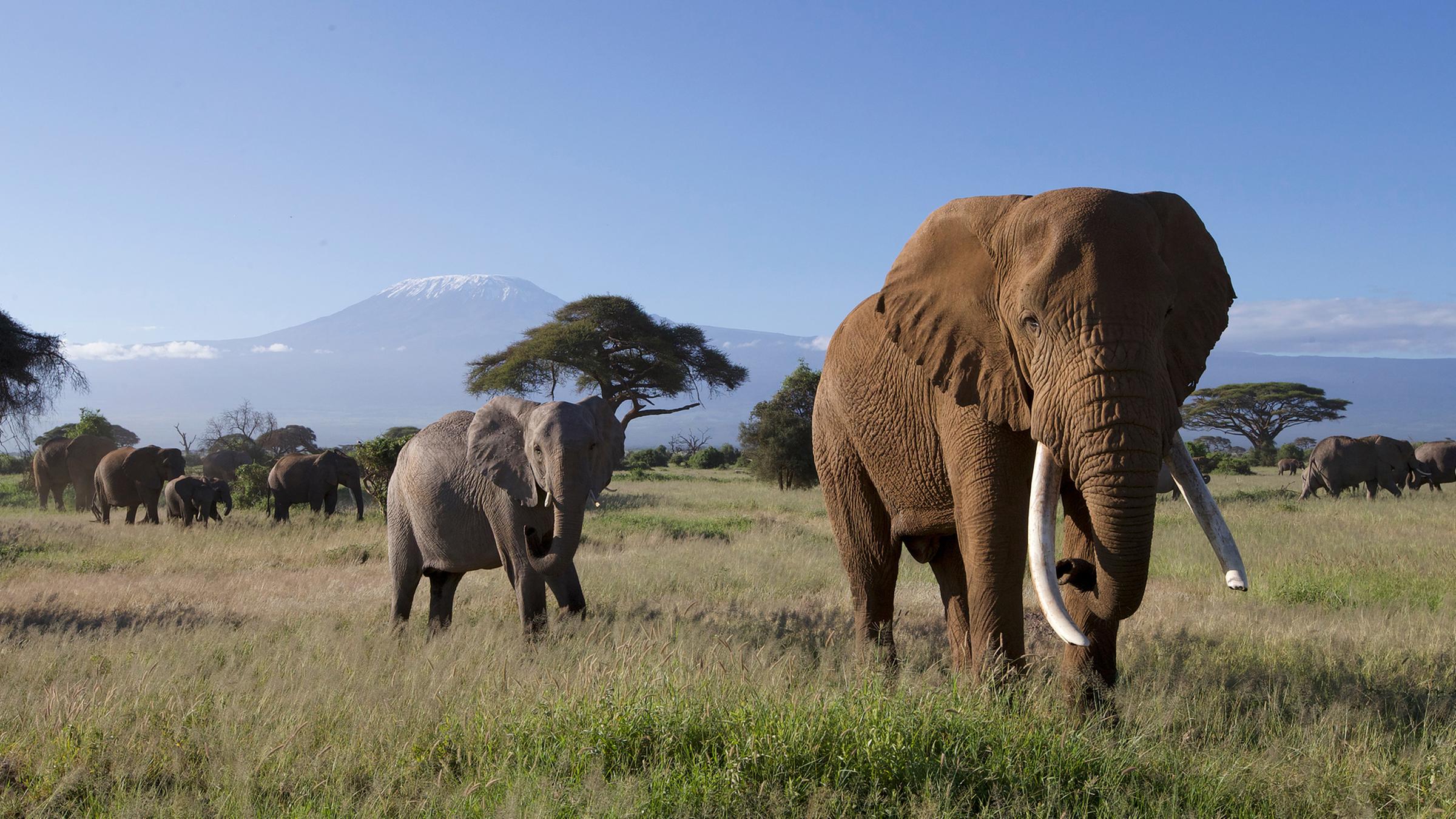 "Terra X: Kielings wilde Welt - Graue Riesen": Im Hintergrund der schneebedeckte Kilimandscharo. Vordergrund eine Elefantenherde im Amboseli-Nationalpark im Süden Kenias.