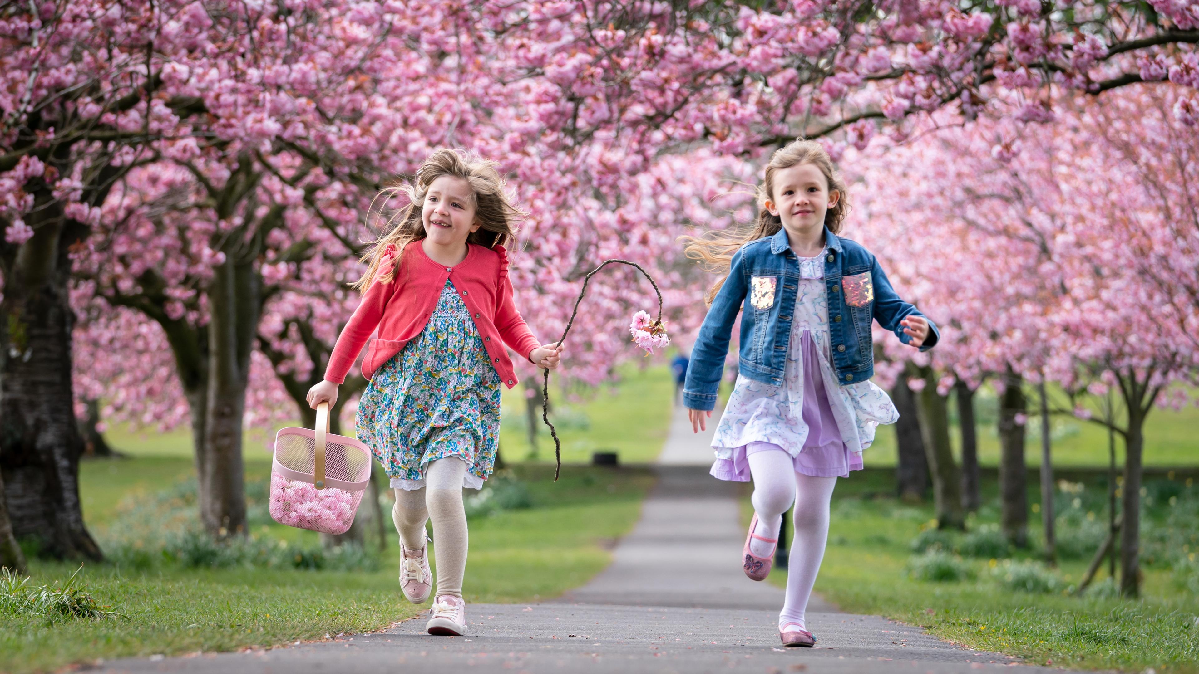 Zwei Mädchen laufen durch eine alle voller pinker Kirschblüten.