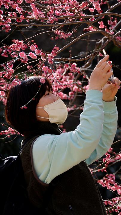 Ein Mädchen fotografiert die Kirschblüte in Tokyo, Japan. 