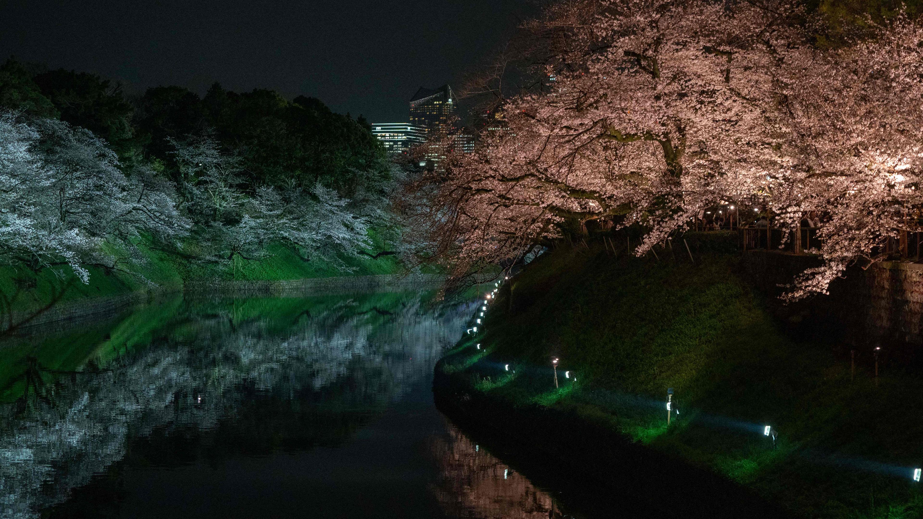 Kirschblüten werden am 4. 4. 2024 in Chidorigafuchi, einem der Wassergräben rund um den Kaiserpalast in Tokio, beleuchtet. 