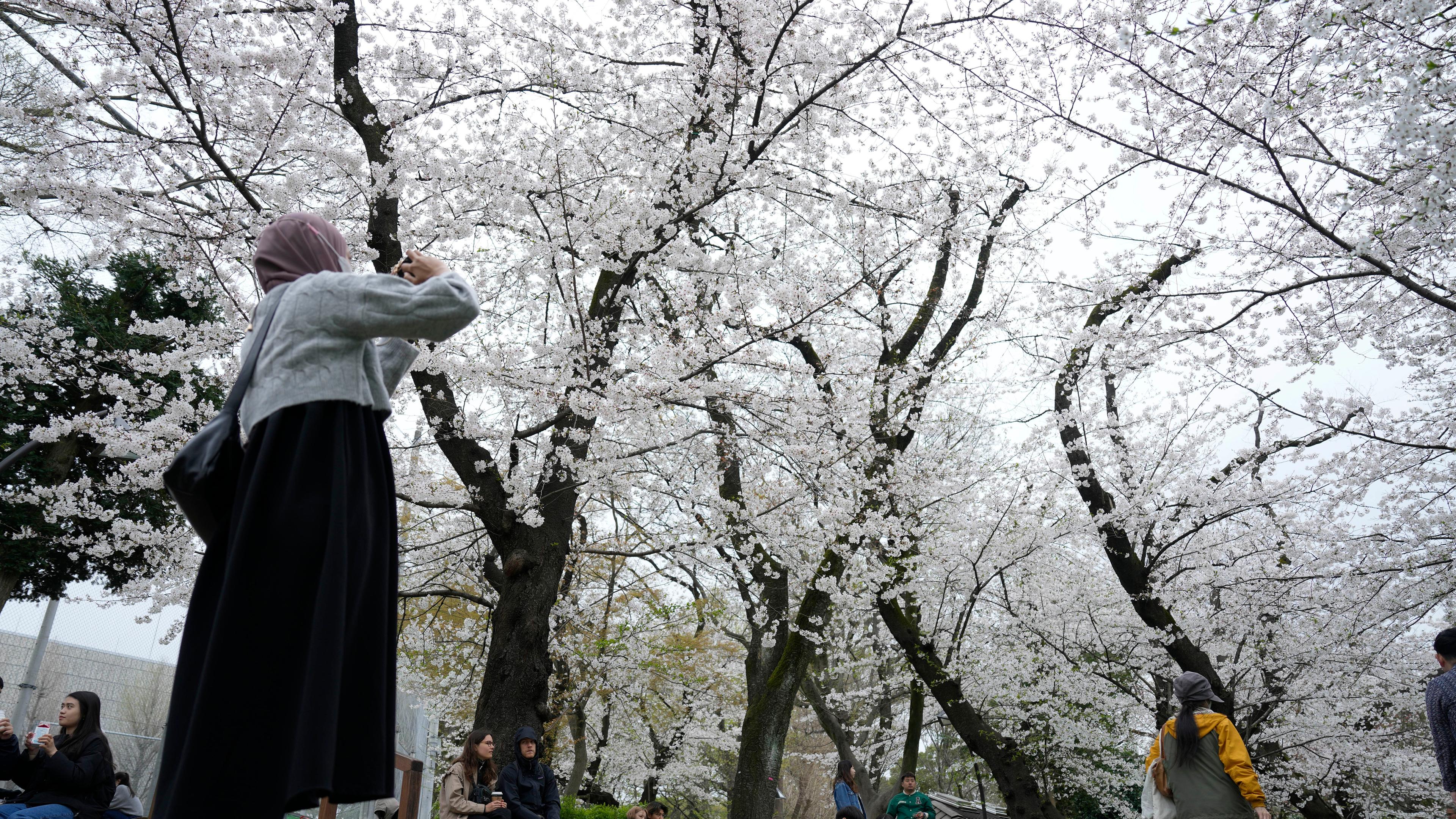 Ein Besucher fotografiert am Freitag, den 5. April 2024, die saisonalen Kirschblüten im Ueno-Park in Tokio. 