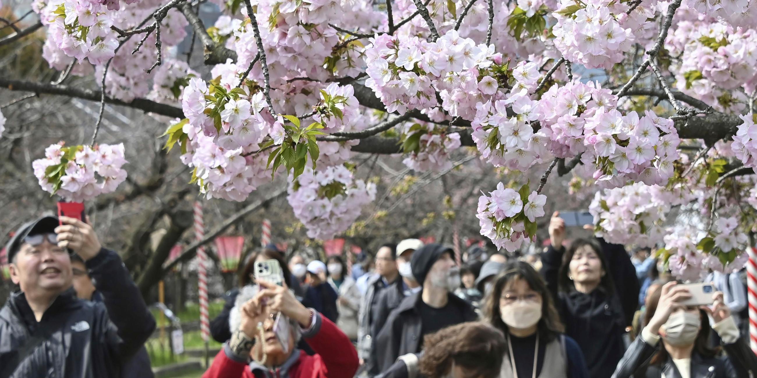 Menschen machen ein Foto von Kirschblüten in Osaka, Westjapan am 5.4.2024