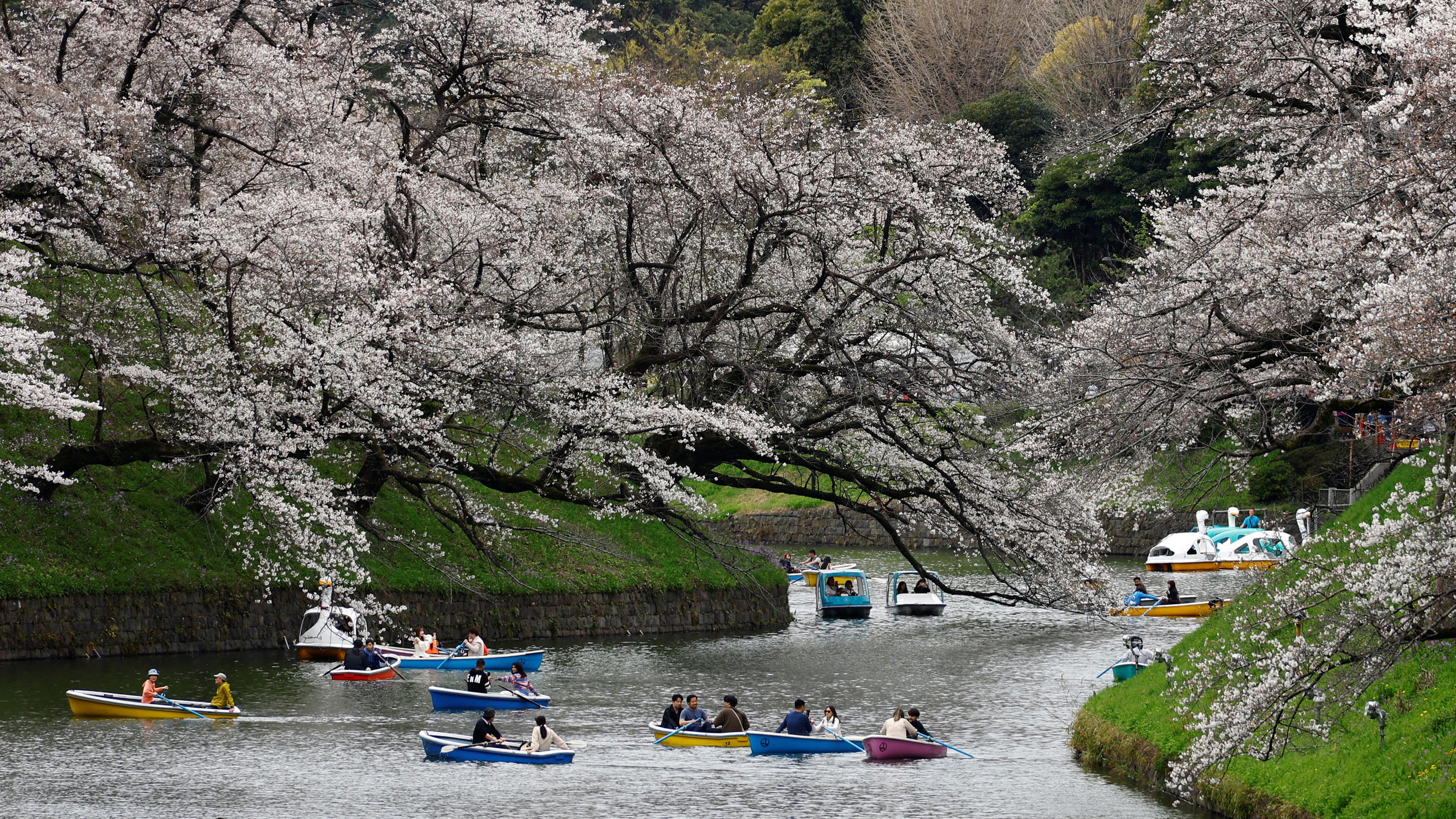 Besucher fahren in Booten neben Kirschblüten im Chidorigafuchi Park in Tokio, Japan am 5.4.2024