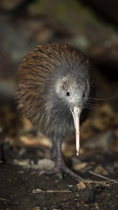 Kiwi