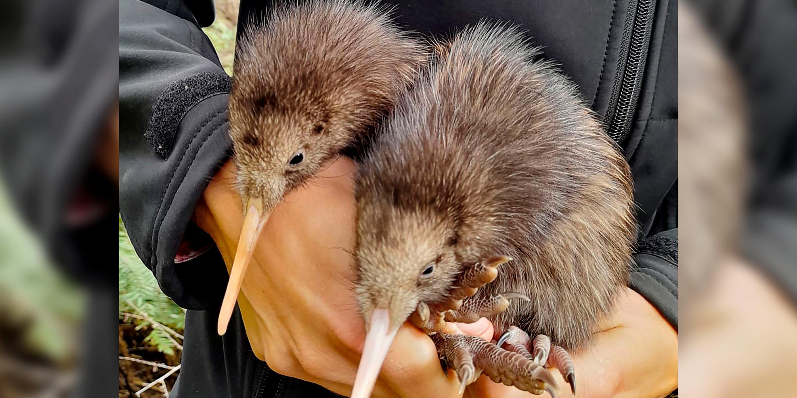 Zwei Kiwi-Küken, die westlich von Wellington in freier Wildbahn geboren wurden, aufgenommen am 29.11.2023