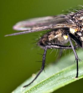 Eine Fliege sitzt auf einem Blatt. 
