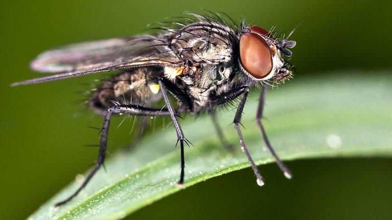 Eine Fliege sitzt auf einem Blatt. 