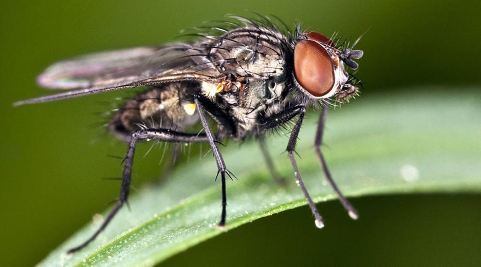 Eine Fliege sitzt auf einem Blatt. 