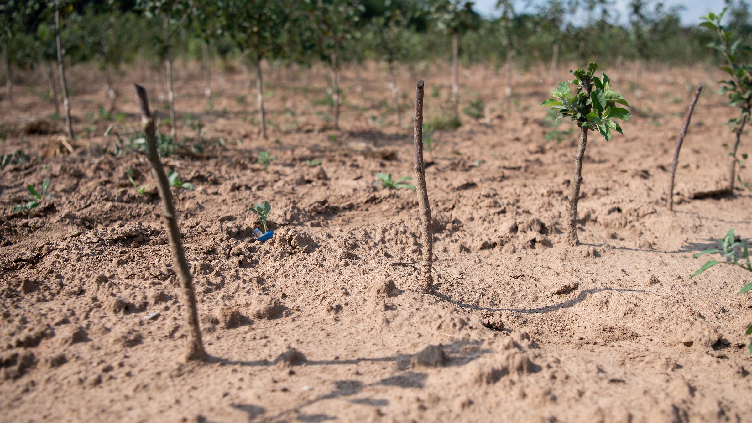 Vertrocknete Setzlinge in einer Baumschule in Bayern