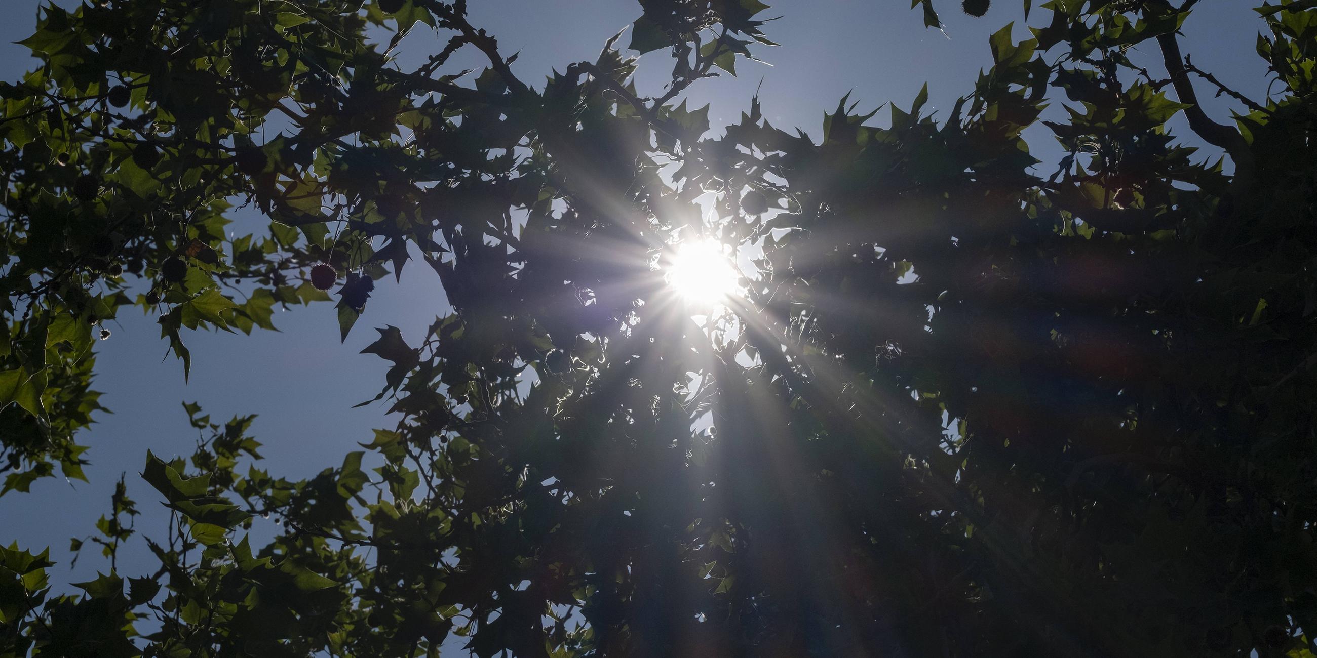 Sonnenstrahlen dringen durch dichtes Blätterwerk