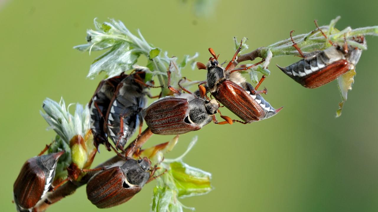 Lernt die Maikäfer ganz genau kennen! ZDFtivi