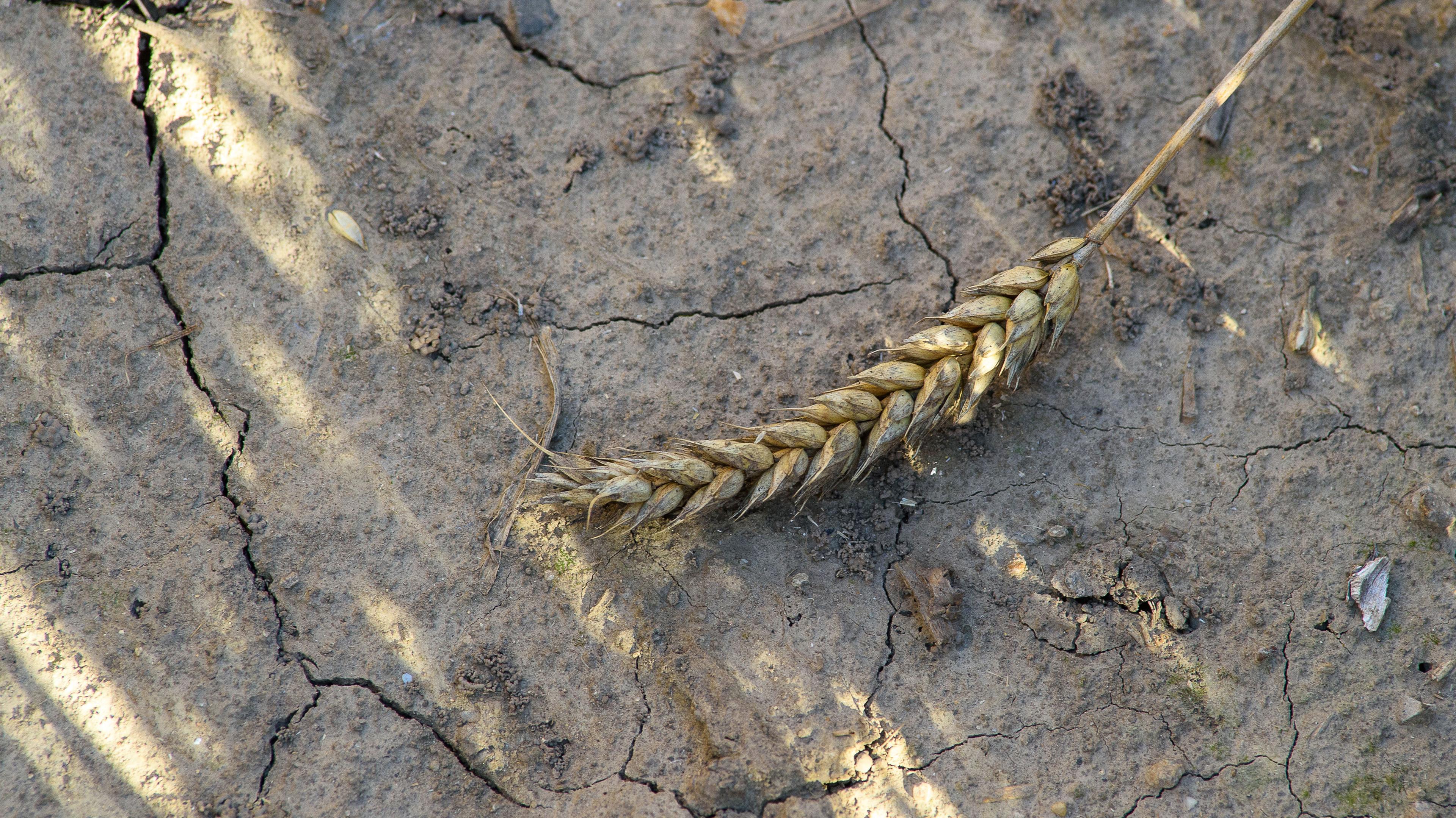 Das Bild zeigt den trockenen, aufgerissen Boden eines Ackers, auf dem eine einzelne Getreideähre liegt.