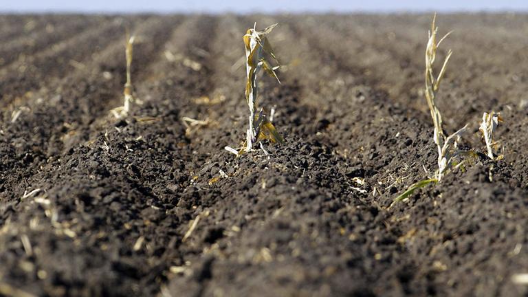 Klimawandel - Dürres Getreidefeld