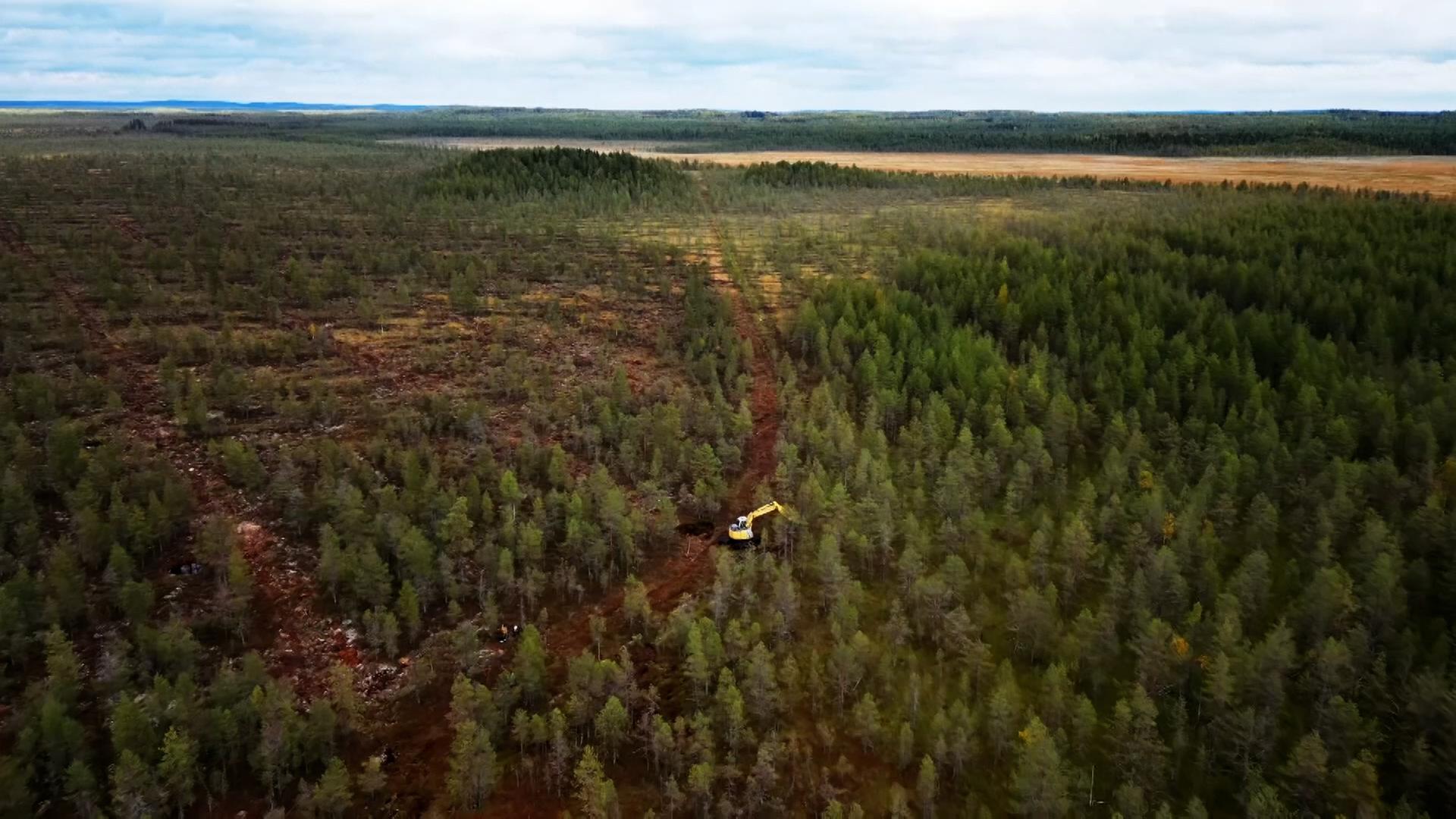 Abholzung von Wäldern für die Renaturierung von Mooren in Finnland. Moore sind wichtige CO2-Speicher im Kampf gegen den Klimawandel.