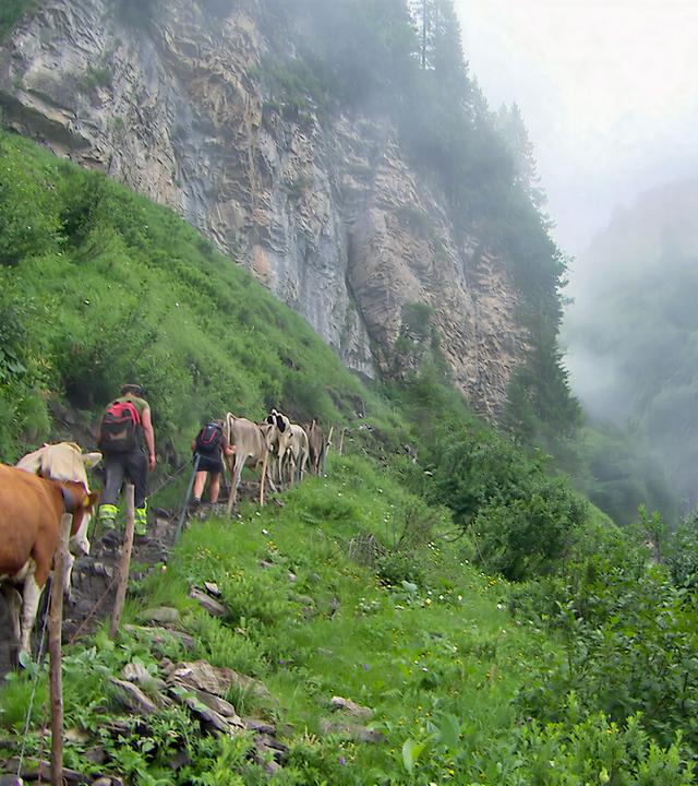 Das Bild zeigt eine Gruppe von Kühen, die an einem schmalen Pfad in den Bergen wandern. Ein Mensch mit Rucksack geht vor den Tieren. Die Umgebung ist grün, mit Felsen und Nebel im Hintergrund.