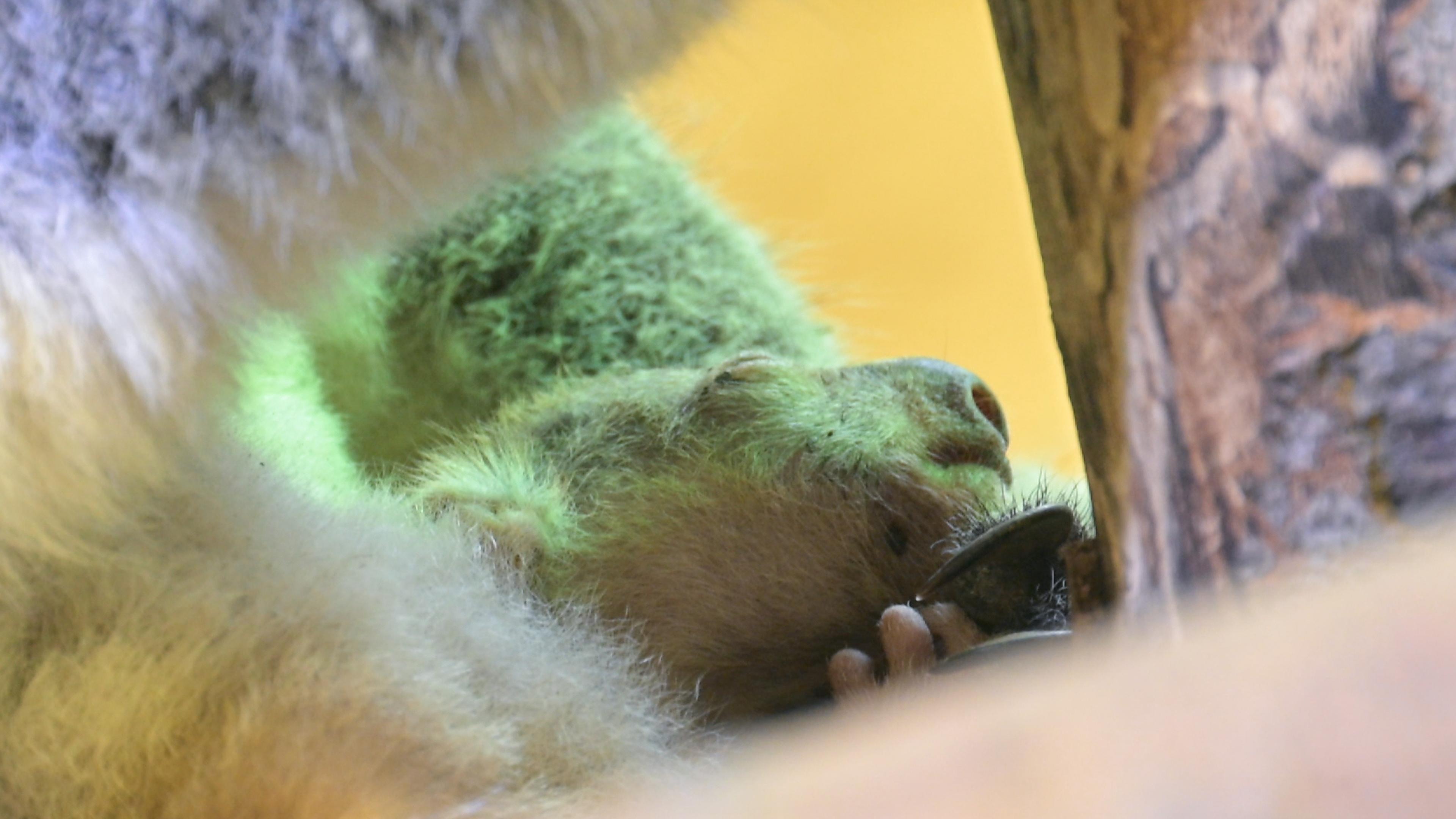 ... ist dieses Koala-Junge, dessen Kopf erstmals aus dem Beutel der Mutter Eerin im Zoo in Dresden. Die Geburt des Koalas wird auf Ende März 2023 geschätzt. 