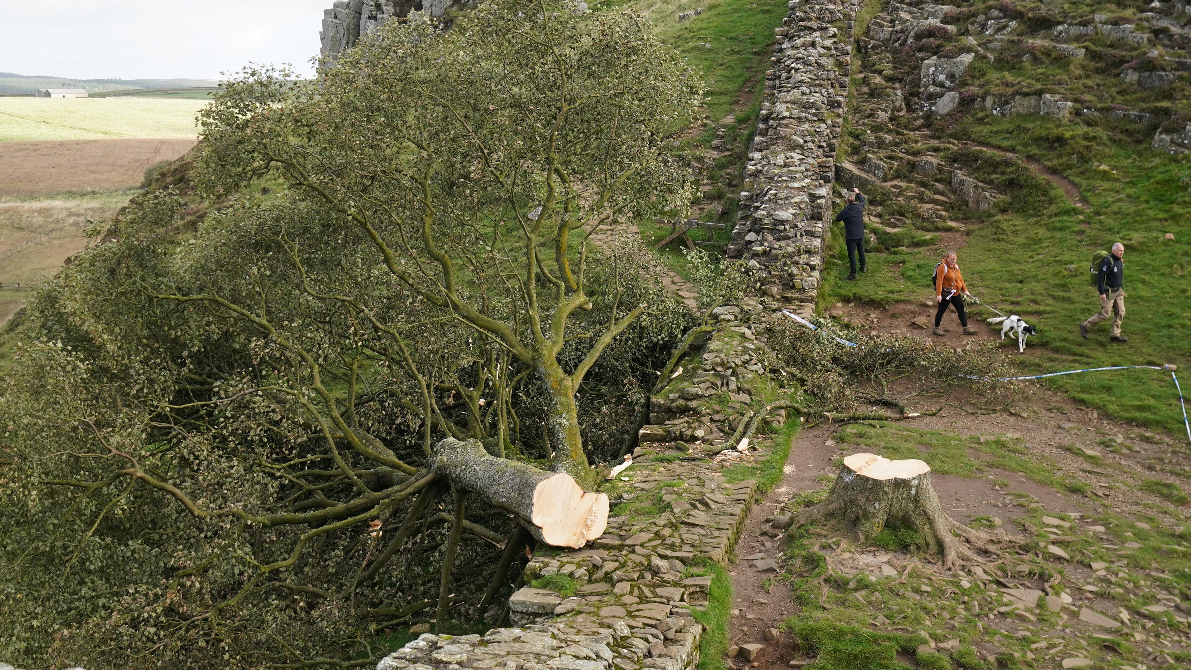 Großbritannien, Northumberland: Spaziergänger gehen am  illegal gefällten Berg-Ahorn-Baum ("Sycamore Tree") am Hadrianswall in Northumberland vorbei. Archivbild