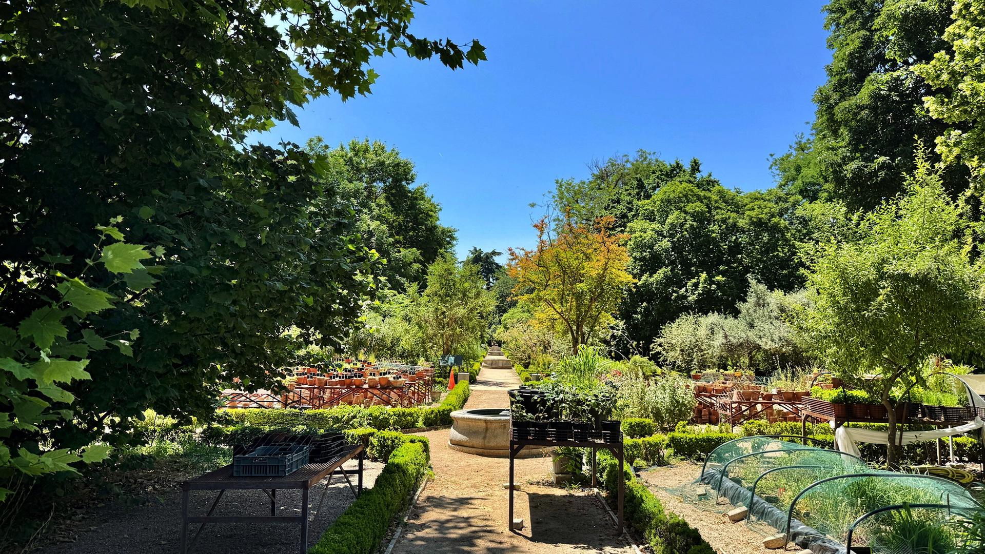 Das Bild zeigt einen Teil des Königlichen Botanischen Gartens in Madrid an einem sonnigen Tag. Im Vordergrund verläuft ein breiter, sandiger Spazierweg, der von niedrigen, grünen Hecken gesäumt ist. Auf beiden Seiten des Weges befinden sich verschiedene Pflanzen und Bäume, die in voller Blüte stehen.   Links und rechts des Gehwegs sind Tische aufgestellt, auf denen zahlreiche Pflanzen in schwarzen Töpfen stehen. Im Hintergrund sind weitere Pflanzenarrangements, sowie Holzbänke zu sehen. Über dem Garten erstreckt sich ein strahlend blauer Himmel ohne Wolken. Die gesamte Szene vermittelt eine ruhige und einladende Atmosphäre.
