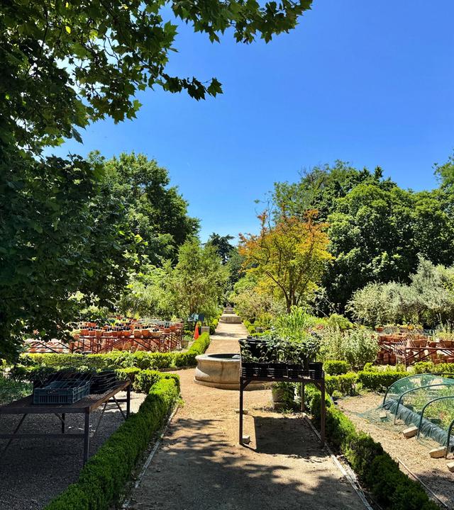 Das Bild zeigt einen Teil des Königlichen Botanischen Gartens in Madrid an einem sonnigen Tag. Im Vordergrund verläuft ein breiter, sandiger Spazierweg, der von niedrigen, grünen Hecken gesäumt ist. Auf beiden Seiten des Weges befinden sich verschiedene Pflanzen und Bäume, die in voller Blüte stehen.   Links und rechts des Gehwegs sind Tische aufgestellt, auf denen zahlreiche Pflanzen in schwarzen Töpfen stehen. Im Hintergrund sind weitere Pflanzenarrangements, sowie Holzbänke zu sehen. Über dem Garten erstreckt sich ein strahlend blauer Himmel ohne Wolken. Die gesamte Szene vermittelt eine ruhige und einladende Atmosphäre.