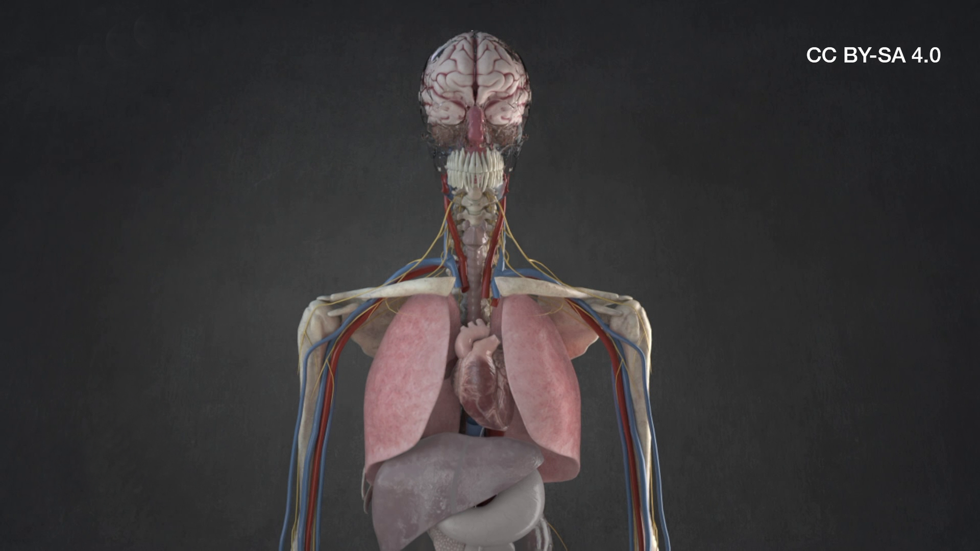 Bild für Was im Körper beim Sterben passiert (CC BY-SA 4.0)