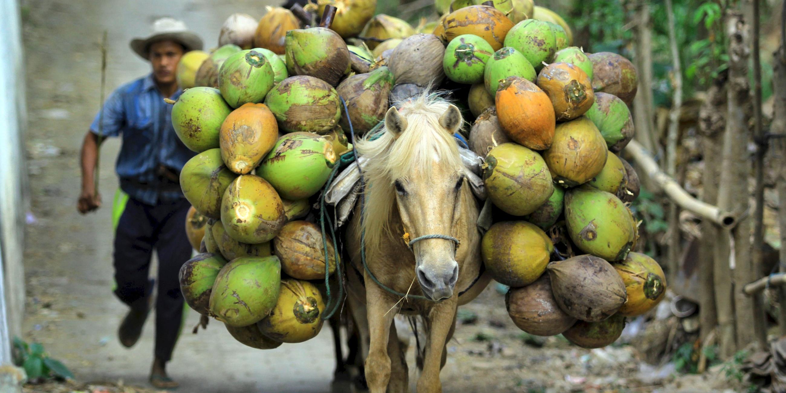 Pferd transportiert frisch geerntete Kokosnüsse, Archivbild