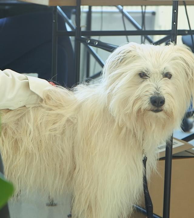 Hunde im Büro: Ein weißer Hund im schaut in die Kamera