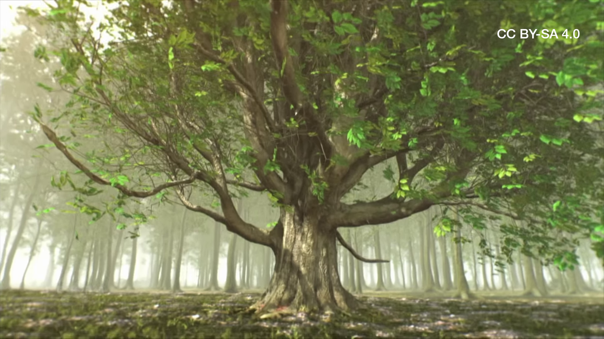 Bild für So kommunizieren Bäume (CC BY-SA 4.0)