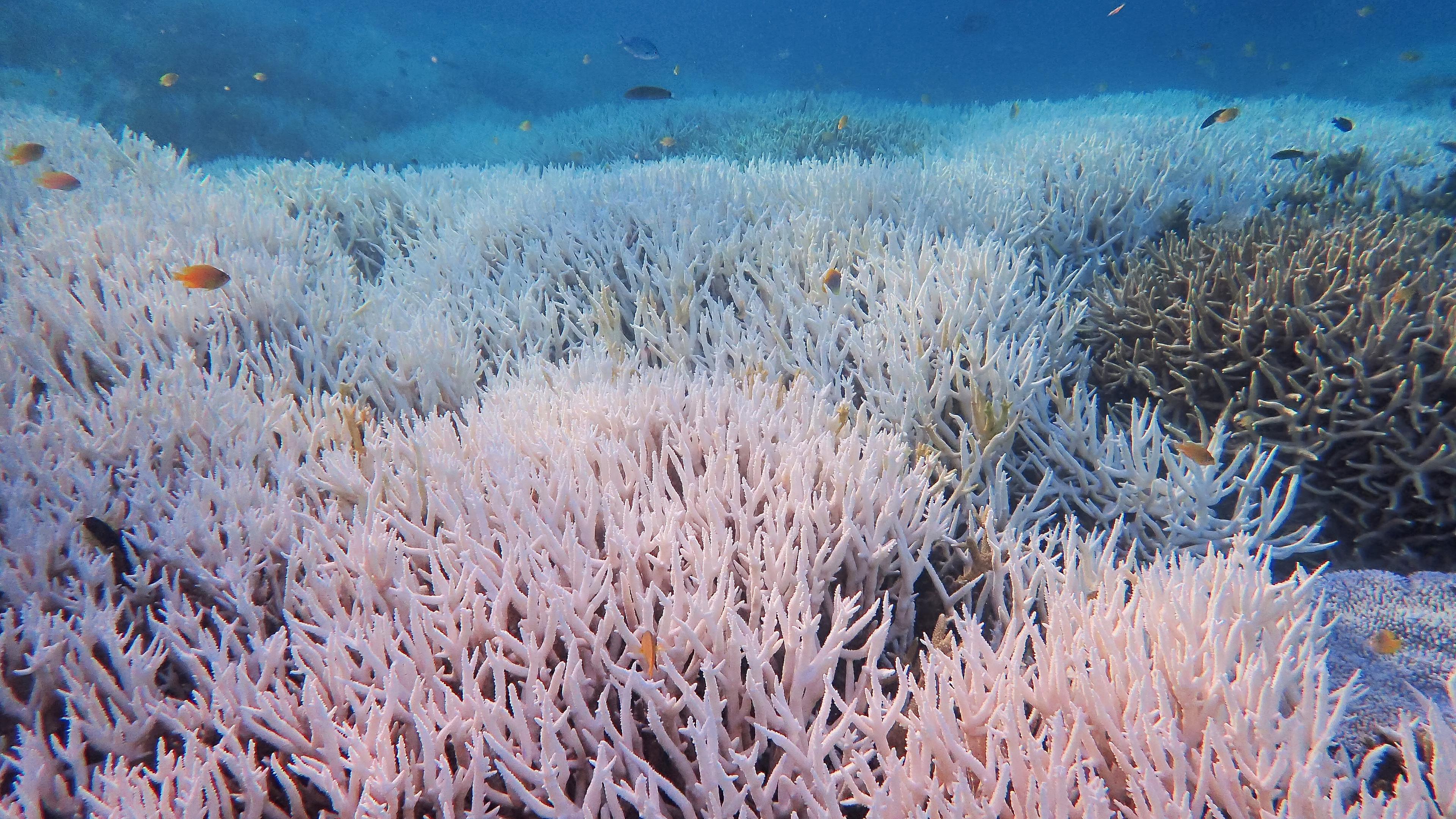Gebleichte Korallen stehen bei Heron Island vor Queensland, aufgenommen am 28.02.2024