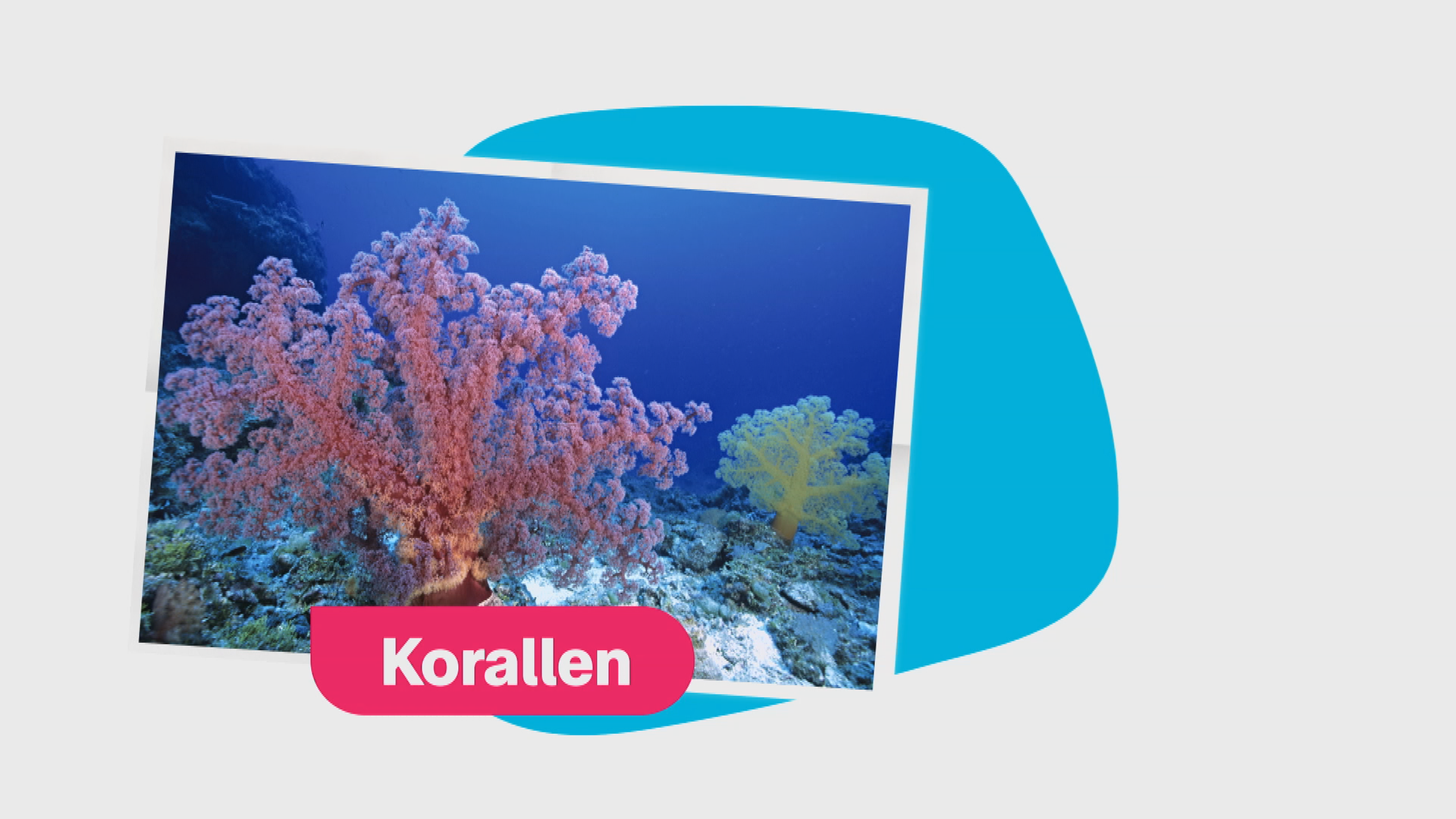 Korallen - Grafik