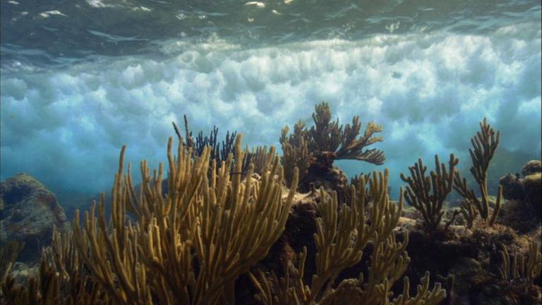 Korallen mit Wasserwirbeln