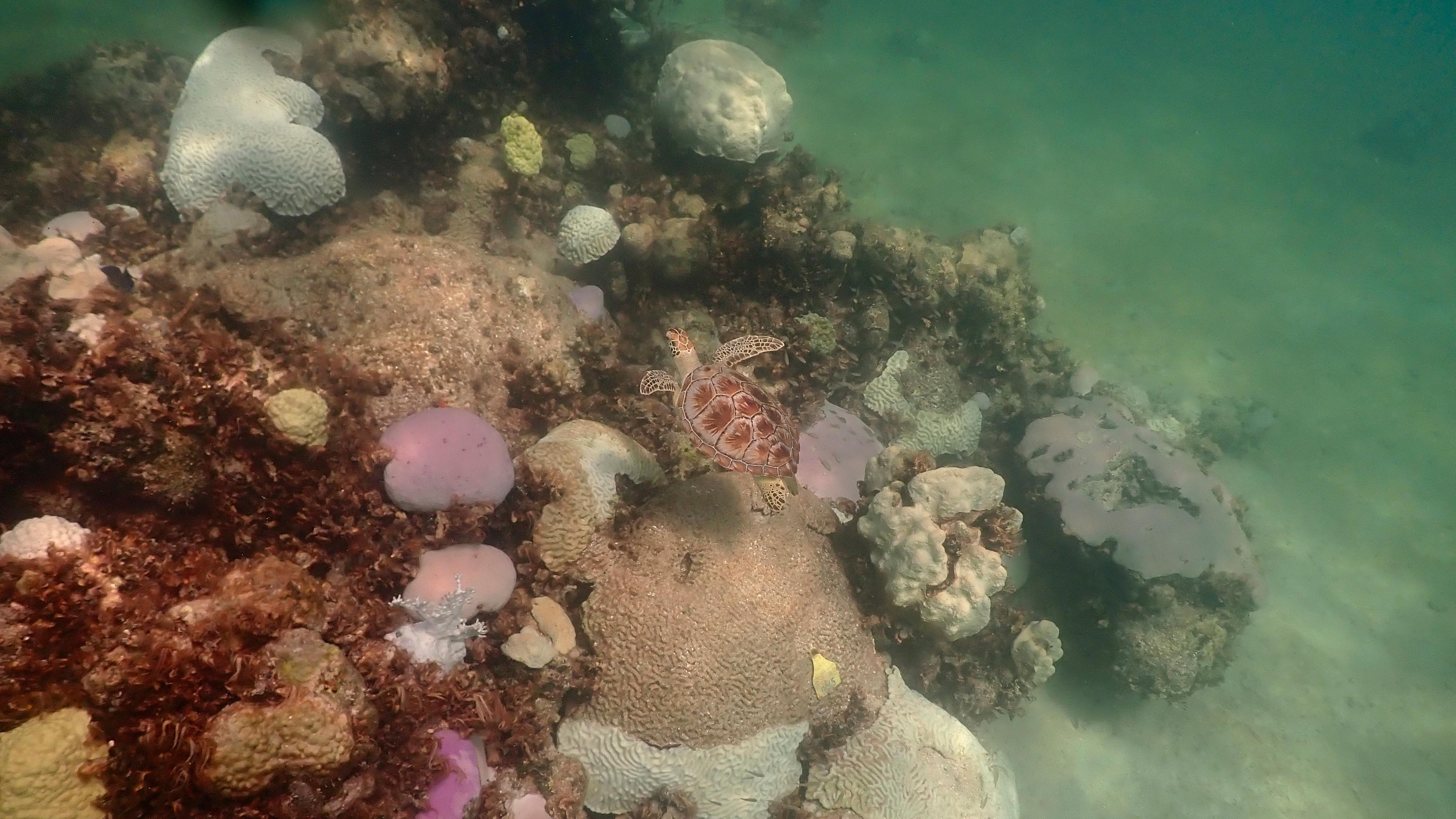 Korallen in verschiedenen Farben sind auf dem Meeresboden zu sehen. Einige sind rot, andere pink oder weiß. Das zeigt die Bleiche durch die hohen Temperaturen.