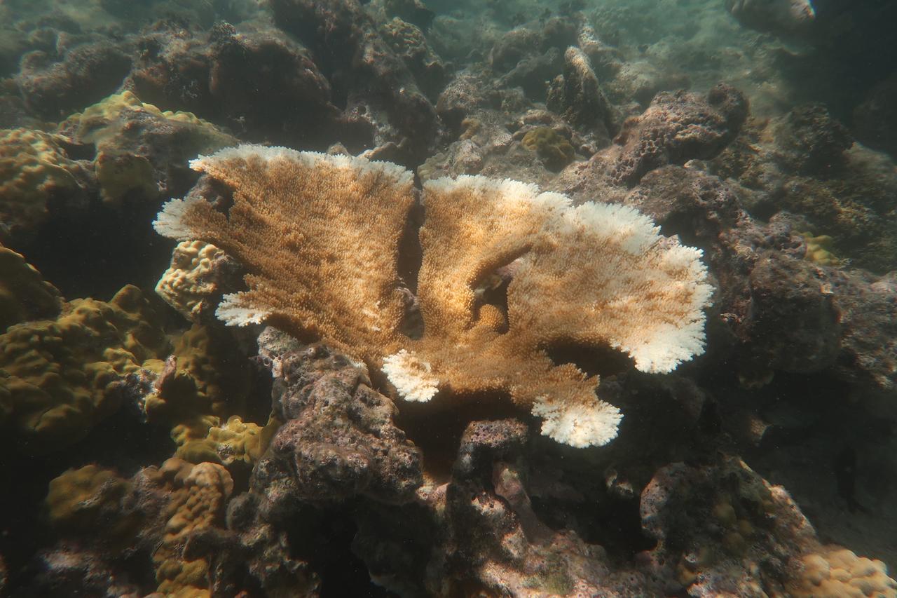 Eine Koralle ist unter Wasser zu sehen.