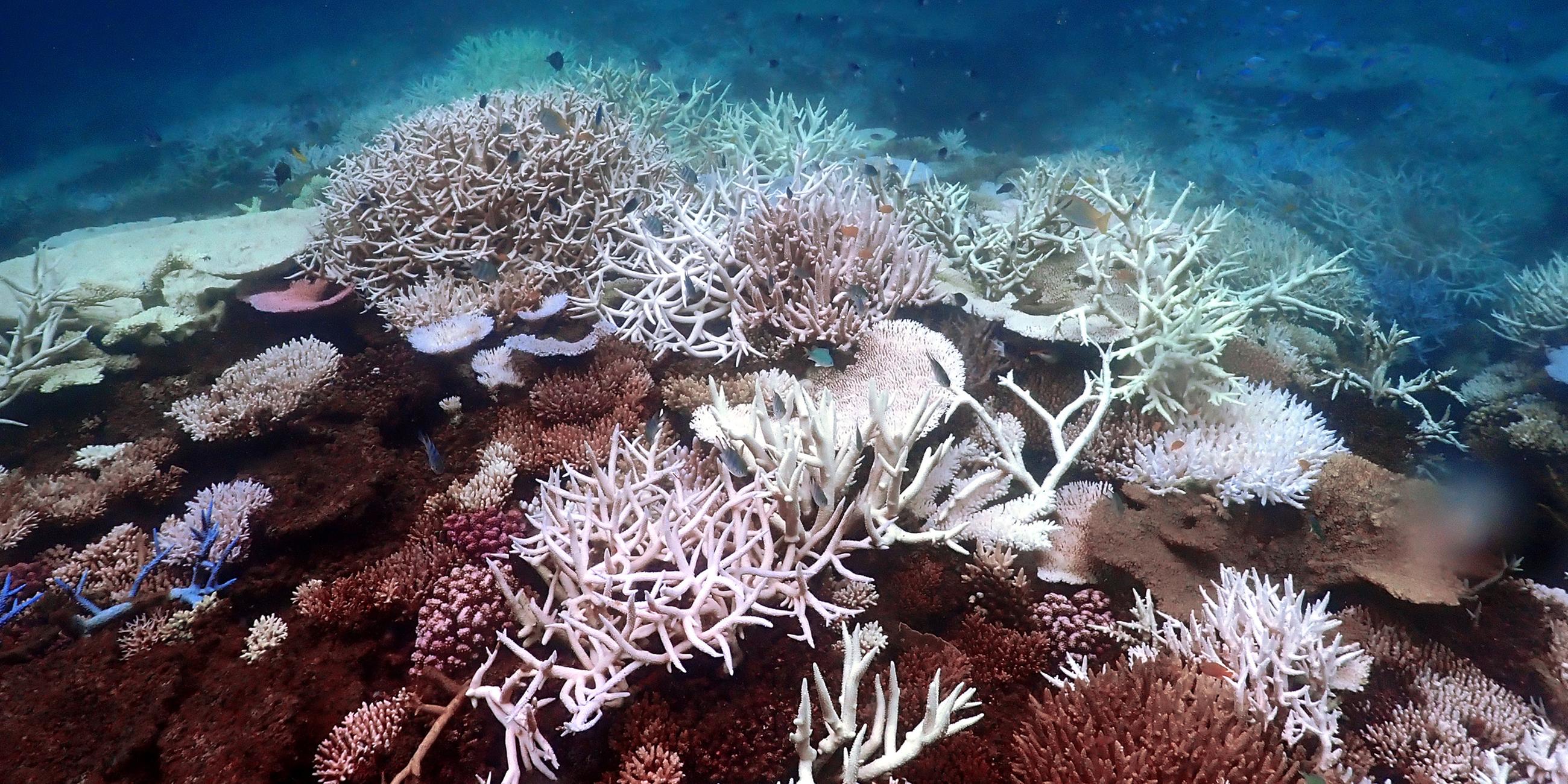 Korallenbleiche vor Lizard Island im südlichen Great Barrier Reef.