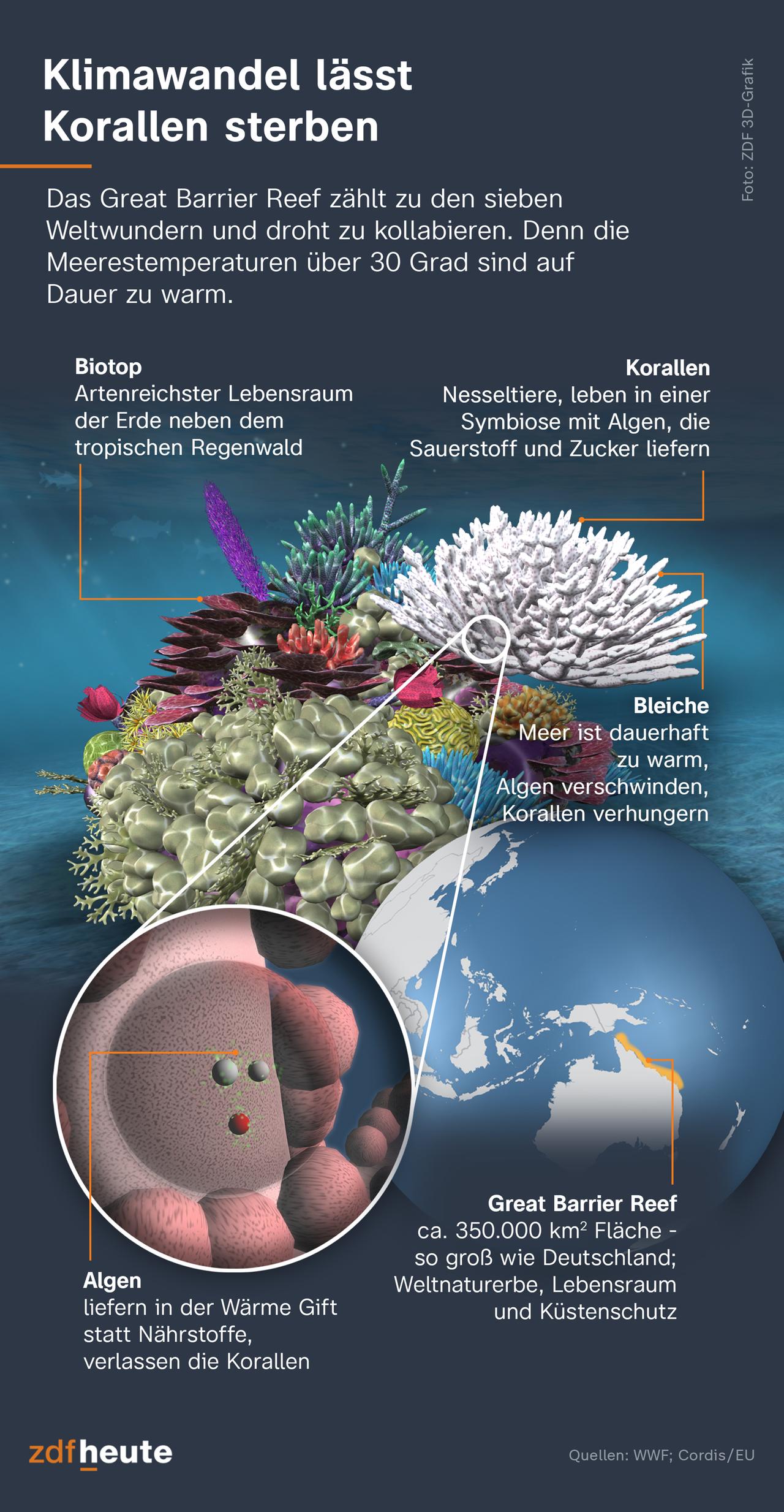 Die Korallen verbleichen, weil die Algen in dem zu warmen Meerwasser Gift statt Nährstoffe produzieren. Sie verlassen die Korallentiere, die dann verhungern.