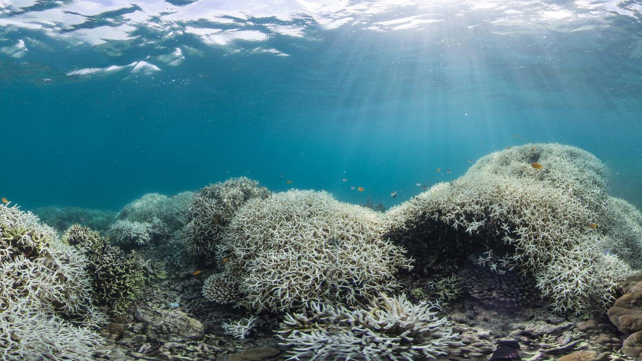 Weltkorallenriffkonferenz: Lösungen gegen Korallensterben