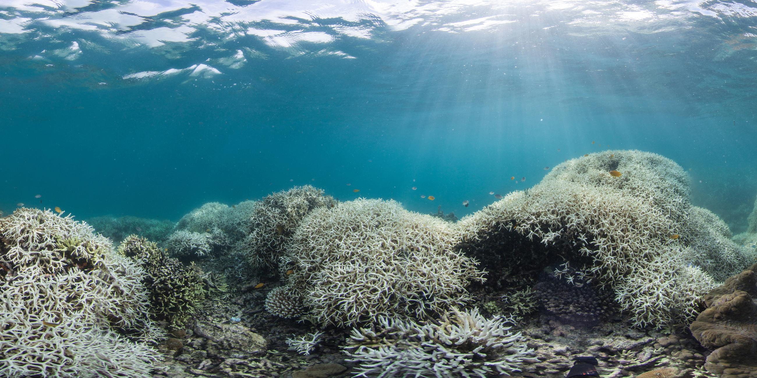 Ausgeblichene Korallem auf einem Felsen des Great Barrier Reefs in Australien