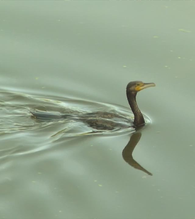 Kormoran