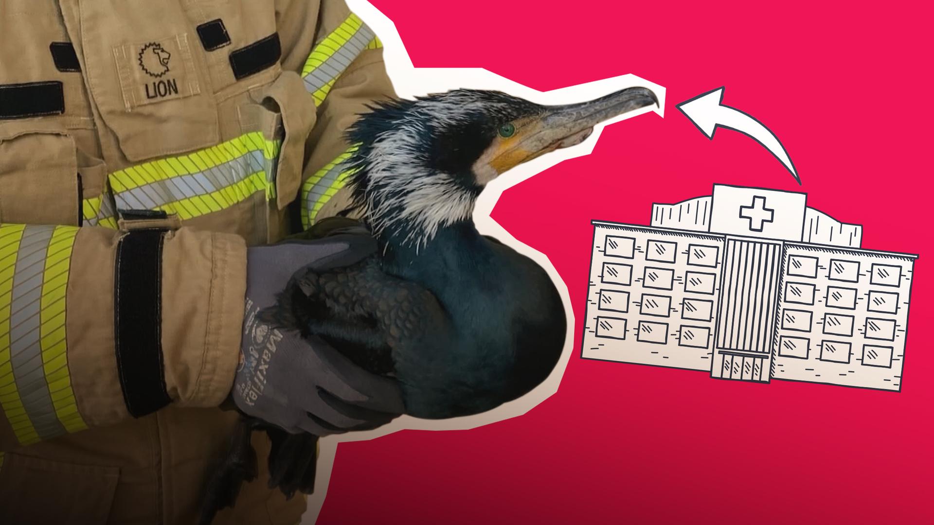 In Bremen steht ein verletzter Kormoran vor der Tür zur Notaufnahme. Ein Krankenpfleger kümmert sich und kann ihm helfen.