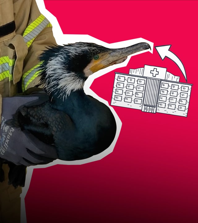 In Bremen steht ein verletzter Kormoran vor der Tür zur Notaufnahme. Ein Krankenpfleger kümmert sich und kann ihm helfen.