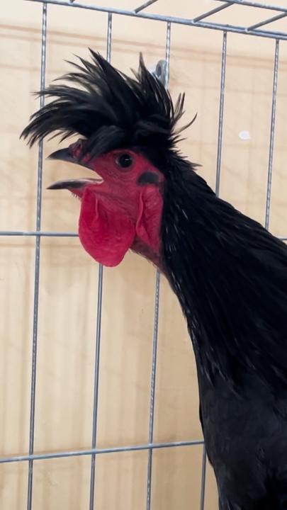 Ein Kosovo-Langkräher Hahn mit schwarzem Gefieder ist im Seitenprofil zu sehen.