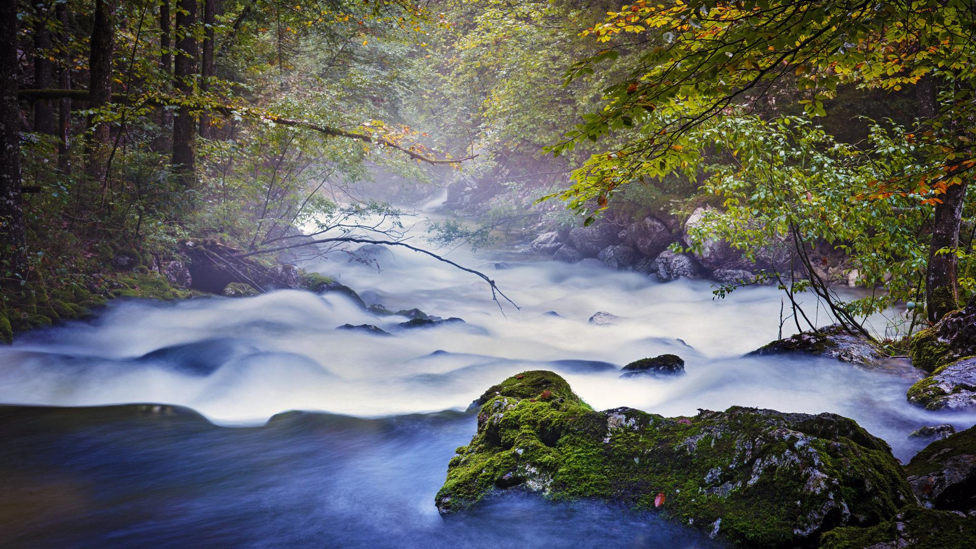 ein reißendes Gebirgsbächchen von Wald umrahmt
