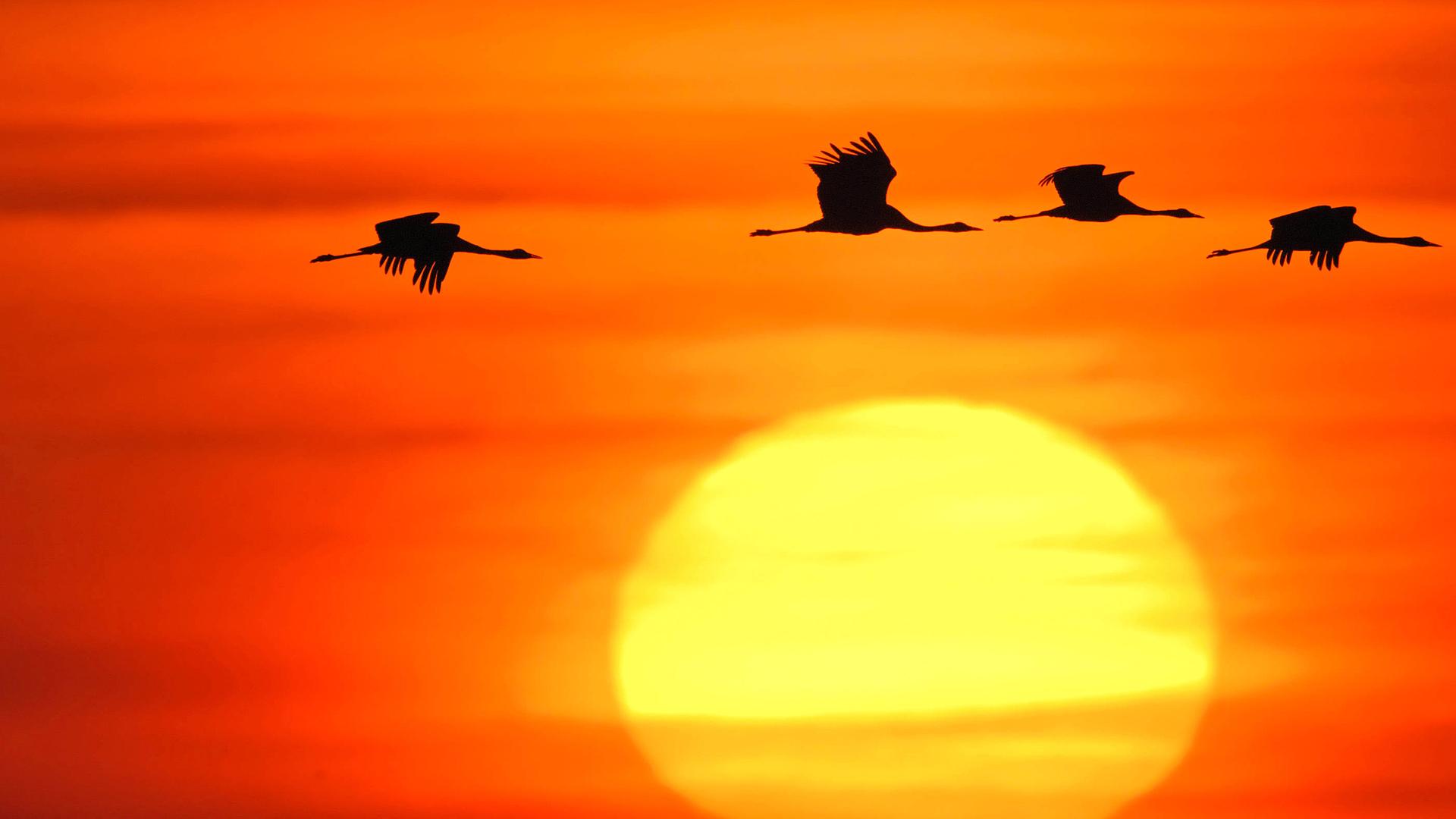 Silhouetten fliegender Kraniche